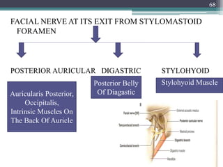 FACIAL NERVE AT ITS EXIT FROM STYLOMASTOID
FORAMEN
POSTERIOR AURICULAR DIGASTRIC STYLOHYOID
Auricularis Posterior,
Occipitalis,
Intrinsic Muscles On
The Back Of Auricle
Stylohyoid MusclePosterior Belly
Of Diagastic
68
 