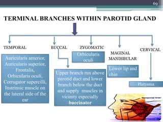 TERMINAL BRANCHES WITHIN PAROTID GLAND
TEMPORAL BUCCAL ZYGOMATIC
MAGINAL
MANDIBULAR
CERVICAL
Auricularis anterior,
Auricularis superior,
Frontalis,
Orbicularis oculi,
Corrugator supercilli,
Instrinsic muscle on
the lateral side of the
ear
Orbicularis
oculi
Upper branch run above
parotid duct and lower
branch below the duct
and supply muscles in
vicinity especially
buccinator
Lower lip and
chin
Platysma
69
 