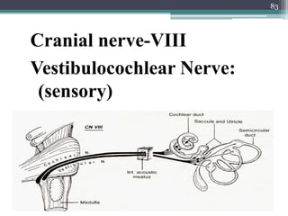 Cranial nerve-VIII
Vestibulocochlear Nerve:
(sensory)
83
 