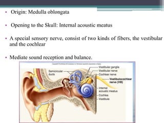 • Origin: Medulla oblongata
• Opening to the Skull: Internal acoustic meatus
• A special sensory nerve, consist of two kinds of fibers, the vestibular
and the cochlear
• Mediate sound reception and balance.
84
 