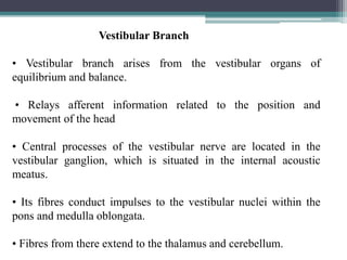 85
Vestibular Branch
• Vestibular branch arises from the vestibular organs of
equilibrium and balance.
• Relays afferent information related to the position and
movement of the head
• Central processes of the vestibular nerve are located in the
vestibular ganglion, which is situated in the internal acoustic
meatus.
• Its fibres conduct impulses to the vestibular nuclei within the
pons and medulla oblongata.
• Fibres from there extend to the thalamus and cerebellum.
 