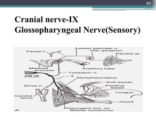88
Cranial nerve-IX
Glossopharyngeal Nerve(Sensory)
 