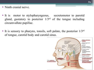  Ninth cranial nerve.
 It is motor to stylopharyngeous, secretomotor to parotid
gland, gustatory to posterior 1/3rd of the tongue including
circumvallate papillae.
 It is sensory to pharynx, tonsils, soft palate, the posterior 1/3rd
of tongue, carotid body and carotid sinus.
89
 