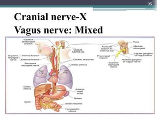 Cranial nerve-X
Vagus nerve: Mixed
95
 