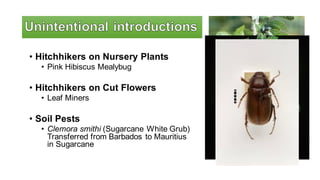• Hitchhikers on Nursery Plants
• Pink Hibiscus Mealybug
• Hitchhikers on Cut Flowers
• Leaf Miners
• Soil Pests
• Clemora smithi (Sugarcane White Grub)
Transferred from Barbados to Mauritius
in Sugarcane
 