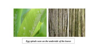 Egg spirals seen on the underside of the leaves
 