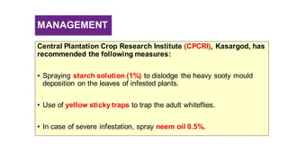 MANAGEMENT
Central Plantation Crop Research Institute (CPCRI), Kasargod, has
recommended the following measures:
• Spraying starch solution (1%) to dislodge the heavy sooty mould
deposition on the leaves of infested plants.
• Use of yellow sticky traps to trap the adult whiteflies.
• In case of severe infestation, spray neem oil 0.5%.
 