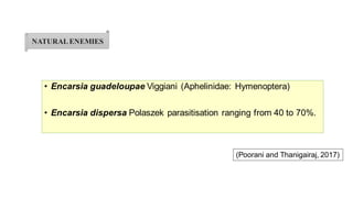 • Encarsia guadeloupae Viggiani (Aphelinidae: Hymenoptera)
• Encarsia dispersa Polaszek parasitisation ranging from 40 to 70%.
NATURALENEMIES
(Poorani and Thanigairaj, 2017)
 