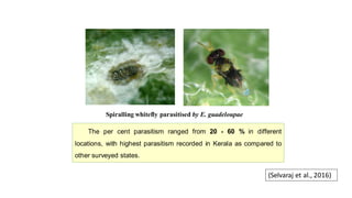 Spiralling whitefly parasitised by E. guadeloupae
The per cent parasitism ranged from 20 - 60 % in different
locations, with highest parasitism recorded in Kerala as compared to
other surveyed states.
(Selvaraj et al., 2016)
 