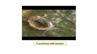 E. guadeloupae adultemergence
 