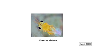 Encarsia dispersa
(Mani, 2010)
 
