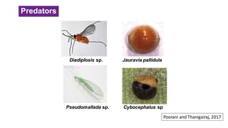 Predators
Pseudomallada sp. Cybocephalus sp
Diadiplosis sp. Jauravia pallidula
Poorani and Thanigairaj, 2017
 