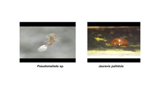 Jauravia pallidulaPseudomallada sp.
 