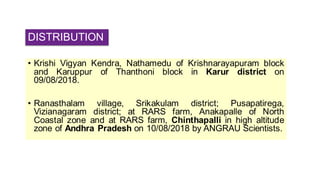 DISTRIBUTION
• Krishi Vigyan Kendra, Nathamedu of Krishnarayapuram block
and Karuppur of Thanthoni block in Karur district on
09/08/2018.
• Ranasthalam village, Srikakulam district; Pusapatirega,
Vizianagaram district; at RARS farm, Anakapalle of North
Coastal zone and at RARS farm, Chinthapalli in high altitude
zone of Andhra Pradesh on 10/08/2018 by ANGRAU Scientists.
 