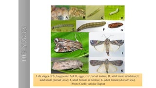 Life stages of S. frugiperda:A & B, eggs; C-F, larval instars; H, adult male in habitus; I,
adult male (dorsal view); J, adult female in habitus; K, adult female (dorsal view).
(Photo Credit: Ankita Gupta)
 