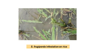 S. frugiperda infestation on rice
 
