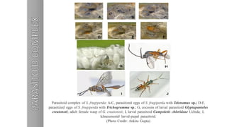 Parasitoid complex of S. frugiperda: A-C, parasitized eggs of S. frugiperda with Telenomus sp.; D-F,
parasitized eggs of S. frugiperda with Trichogramma sp.; G, cocoons of larval parasitoid Glyptapanteles
creatonoti; adult female wasp of G. creatonoti; I, larval parasitoid Campoletis chlorideae Uchida; J,
Ichneumonid larval-pupal parasitoid.
(Photo Credit: Ankita Gupta)
 