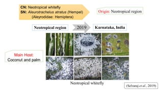 CN: Neotropical whitefly
SN: Aleurotrachelus atratus (Hempel)
(Aleyrodidae: Hemiptera)
Origin: Neotropical region
(Selvaraj et al., 2019)
2019Neotropical region Karnataka, India
Neotropical whitefly
Main Host:
Coconut and palm
 