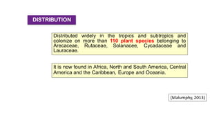 Distributed widely in the tropics and subtropics and
colonize on more than 110 plant species belonging to
Arecaceae, Rutaceae, Solanacee, Cycadaceae and
Lauraceae.
DISTRIBUTION
(Malumphy, 2013)
It is now found in Africa, North and South America, Central
America and the Caribbean, Europe and Oceania.
 