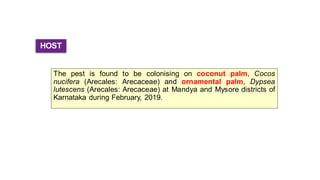 HOST
The pest is found to be colonising on coconut palm, Cocos
nucifera (Arecales: Arecaceae) and ornamental palm, Dypsea
lutescens (Arecales: Arecaceae) at Mandya and Mysore districts of
Karnataka during February, 2019.
 