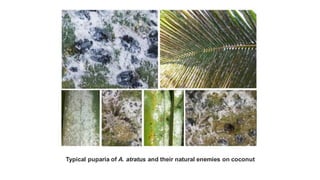 Typical puparia of A. atratus and their natural enemies on coconut
 