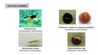 NATURAL ENEMIES
Encarsia spp.
(Hymenoptera: Aphelinidae)
Dichochrysa astour
(Neuroptera: Chrysopidae)
Cybochephalus spp.
(Coleoptera: Nitidulidae)
Chilocorus nigrita and Jauravia pallidula
(Coleoptera: Coccinellidae)
 