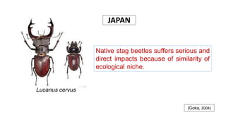 Lucanus cervus
Native stag beetles suffers serious and
direct impacts because of similarity of
ecological niche.
(Goka, 2004)
JAPAN
 
