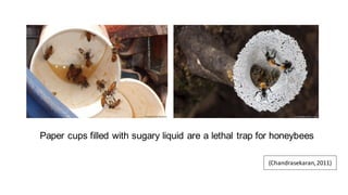Paper cups filled with sugary liquid are a lethal trap for honeybees
(Chandrasekaran,2011)
 
