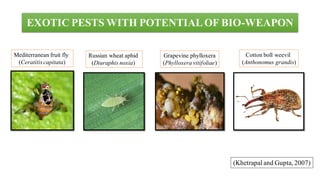EXOTIC PESTS WITH POTENTIALOF BIO-WEAPON
(Khetrapal and Gupta, 2007)
Mediterranean fruit fly
(Ceratitis capitata)
Cotton boll weevil
(Anthonomus grandis)
Russian wheat aphid
(Diuraphis noxia)
Grapevine phylloxera
(Phylloxera vitifoliae)
 