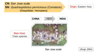CN: San Jose scale
SN: Quadraspidiotus perniciosus (Comstock)
(Diaspididae: Homoptera)
Origin: Eastern Asia
(Singh, 2004)
1911CHINA INDIA
San Jose scale
Main Host:
Trees species
 