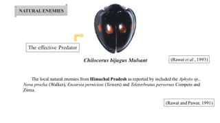 The effective Predator
Chilocorus bijugus Mulsant
The local natural enemies from Himachal Pradesh as reported by included the Aphytis sp.,
Nova proclia (Walker), Encarsia perniciosi (Towers) and Teleterbratus perversus Compere and
Zinna.
NATURALENEMIES
(Rawat et al., 1993)
(Rawat and Pawar, 1991)
 