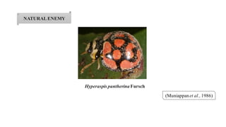 NATURALENEMY
Hyperaspis pantherina Fursch
(Muniappanet al., 1986)
 