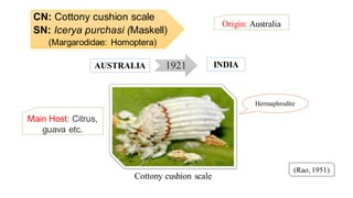 CN: Cottony cushion scale
SN: Icerya purchasi (Maskell)
(Margarodidae: Homoptera)
Origin: Australia
(Rao, 1951)
1921AUSTRALIA INDIA
Cottony cushion scale
Hermaphrodite
Main Host: Citrus,
guava etc.
 