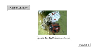 NATURALENEMY
(Rao, 1951)
Vedalia beetle, Rodolia cardinalis
 