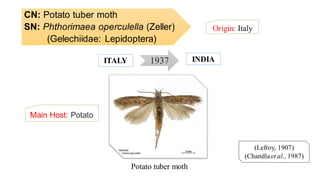 CN: Potato tuber moth
SN: Phthorimaea operculella (Zeller)
(Gelechiidae: Lepidoptera)
Origin: Italy
(Lefroy, 1907)
(Chandlaet al., 1987)
1937ITALY INDIA
Potato tuber moth
Main Host: Potato
 