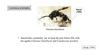 NATURALENEMIES
(Singh, 1994)
• Insecticides commonly use to keep the pest below EIL with
bio agents Chelonus blackburni and Copidosoma kochleti.
Chelonus blackburni
Hawaii
(1980)
 
