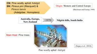 CN: Pine woolly aphid/ Adelgid
SN: Pineus pini (Macquart) &
Pineus laevis
(Adelgidae: Homoptera)
Origin: Western and Central Europe
(Sujay et al., 2010)
1970Australia, Europe,
New Zealand
Nilgiris hills, South India
Pine woolly aphid/ Adelgid
(Blackman and Eastop, 1994)
Main Host: Pine trees
 
