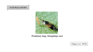 NATURALENEMY
Predatory bug, Tetraphleps raoi
(Sujay et al., 2010)
 