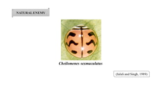 NATURALENEMY
Cheilomenes sexmaculatus
(Jalali and Singh, 1989)
 