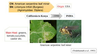 CN: American serpentine leaf miner
SN: Liriomyza trifolii (Burgess)
(Agromyzidae: Diptera)
Origin: USA
(Virakthamath et al., 1993)
1990California to Kenya INDIA
American serpentine leaf miner
Main Host: greens,
tomato,cucurbits,
castor etc.
 
