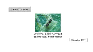 NATURALENEMY
(Kapadia, 1997)
Diglyphus begini Ashmead
(Eulophidae: Hymenoptera)
 