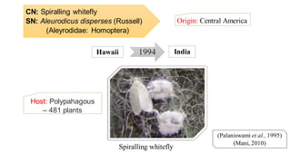 CN: Spiralling whitefly
SN: Aleurodicus disperses (Russell)
(Aleyrodidae: Homoptera)
Origin: Central America
(Palaniswami et al., 1995)
(Mani, 2010)
1994Hawaii India
Spiralling whitefly
Host: Polypahagous
– 481 plants
 