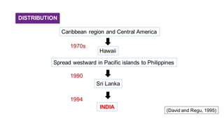 DISTRIBUTION
Caribbean region and Central America
1970s
Hawaii
Spread westward in Pacific islands to Philippines
Sri Lanka
INDIA
(David and Regu, 1995)
1994
1990
 