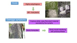 Hosts Highly polyphagous
481- host plants
Damage symptoms
Copious white, waxy flocculent material
secreted by the nymphs
Sticky honeydew Sooty mould interfering
with photosynthesis
 