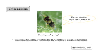 NATURALENEMIES
• Encarsia haitiensis Dozier (Aphelinidae: Hymenoptera) in Bangalore, Karnataka
(Srinivasa et al., 1999)
Encarsia guadeloupe Viggiani
Per cent parasitism
ranged from 0.00 to 38.88
 