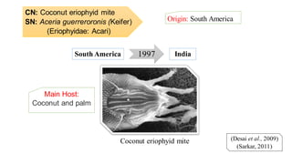 CN: Coconut eriophyid mite
SN: Aceria guerreroronis (Keifer)
(Eriophyidae: Acari)
Origin: South America
(Desai et al., 2009)
(Sarkar, 2011)
1997South America India
Coconut eriophyid mite
Main Host:
Coconut and palm
 