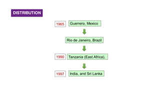 DISTRIBUTION
1965 Guerrero, Mexico
Rio de Janeiro, Brazil
1990 Tanzania (East Africa),
India, and Sri Lanka1997
 