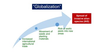 “Globalization”
Increased
international
agricultural
trade
Movement of
seeds and
planting
materials
Risk of exotic
pests into new
areas
Spread of
invasive alien
species (IAS)
 