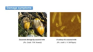 Coconuts damage by coconut mite A colony of a coconut mite
(Pic. Credit: F.W. Howard) (Pic. credit: J. V. DeFilippis)
Damage symptoms
 