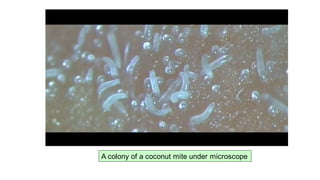 A colony of a coconut mite under microscope
 
